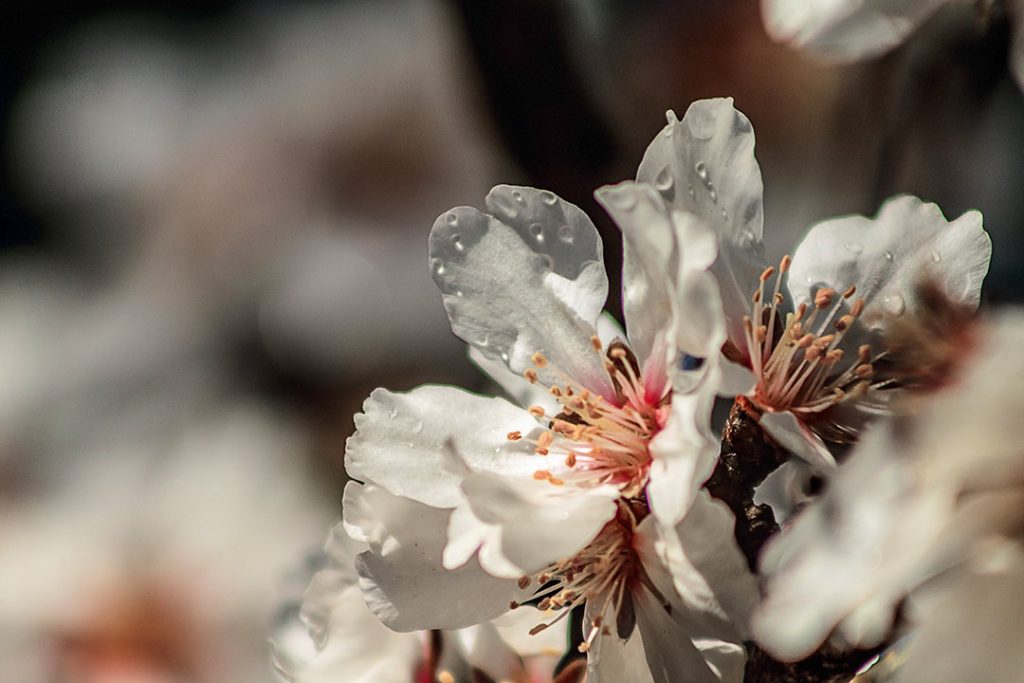 almond blossom up close with dew drops
