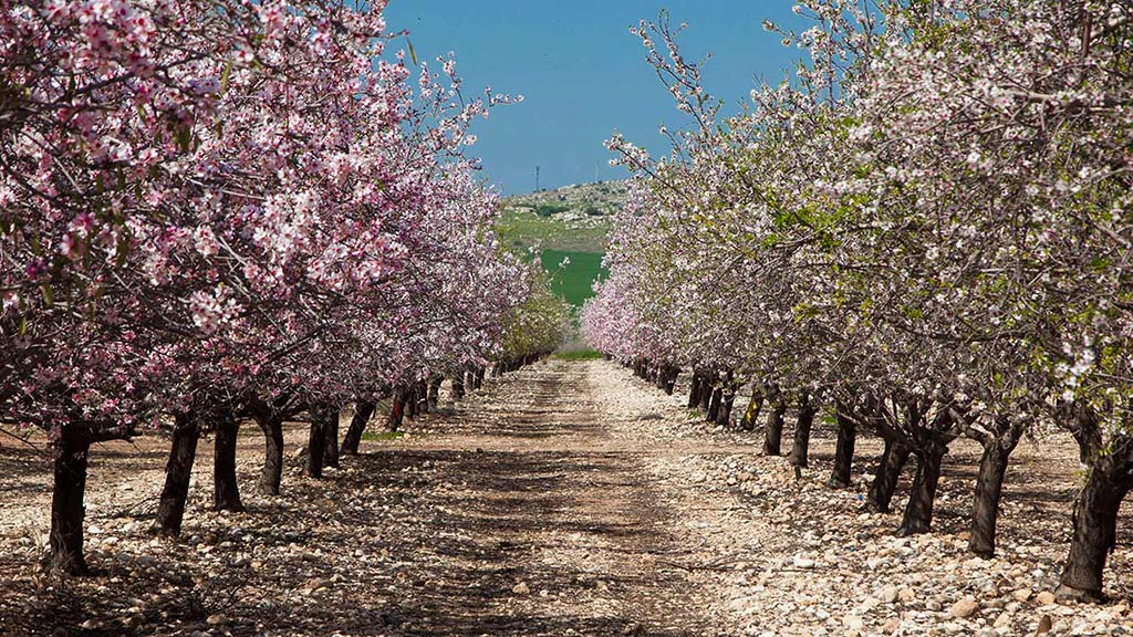 two long rows of almond trees