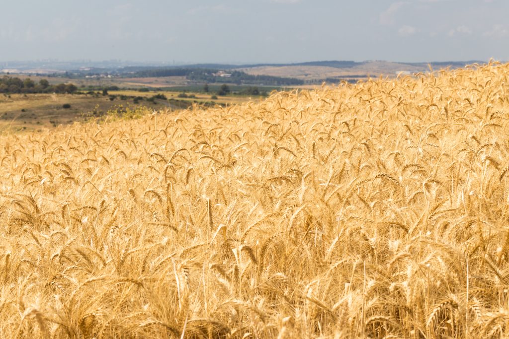 wheat field
